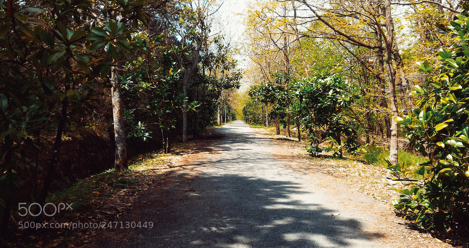 ASUS ZenFone 2 (ZE551ML) sample photo. Ex-tree photography