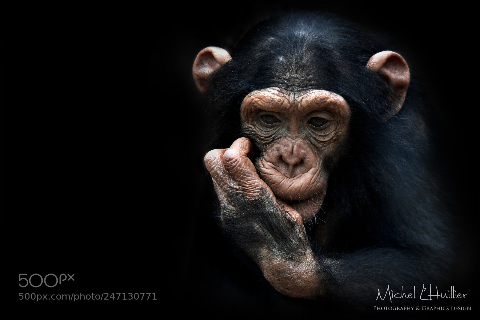 Nikon D810 sample photo. Young chimp photography