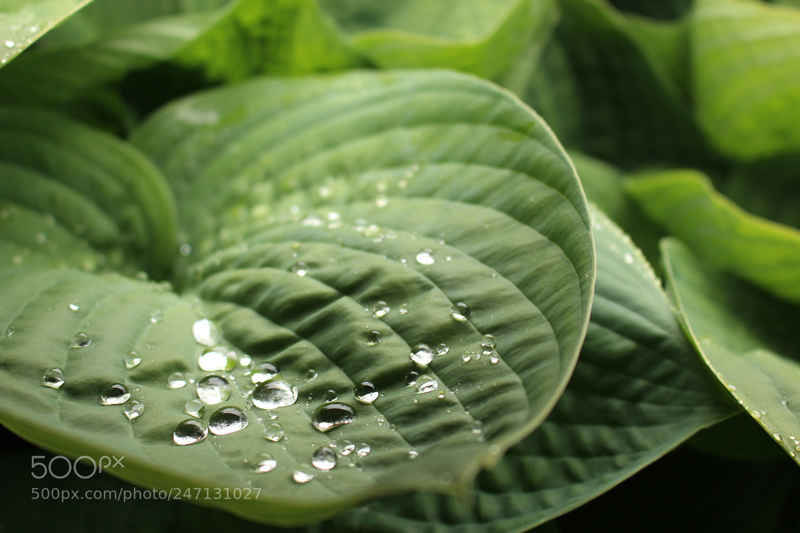 Canon EOS 700D (EOS Rebel T5i / EOS Kiss X7i) sample photo. Rain photography
