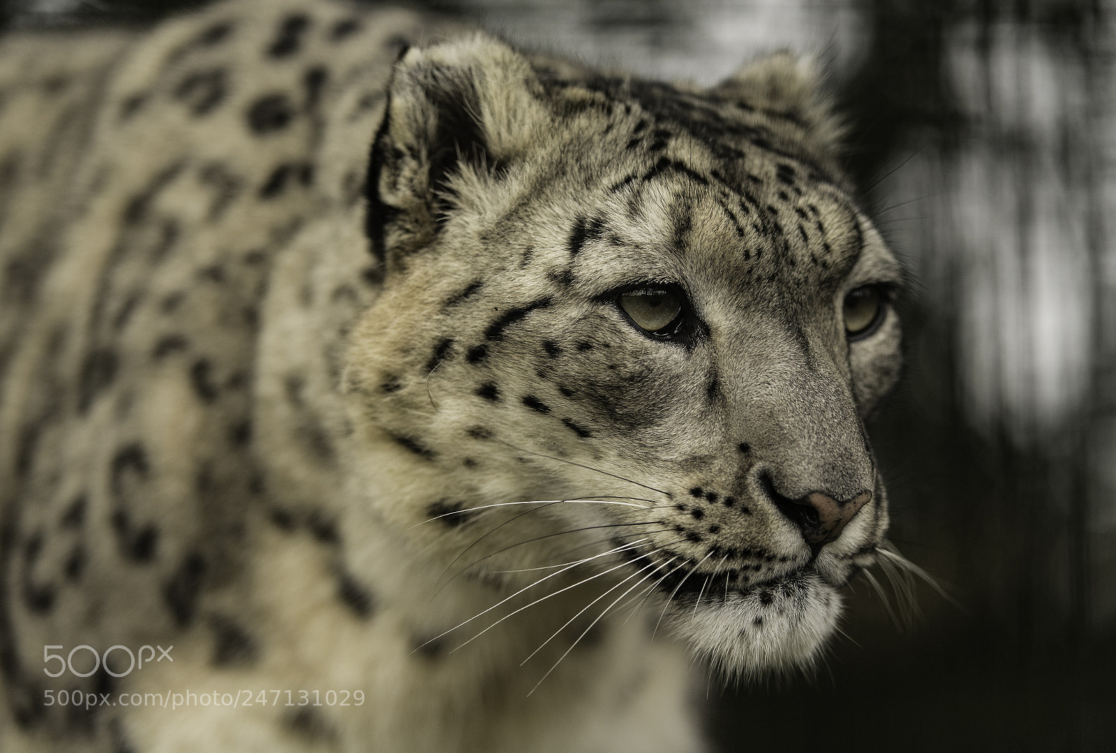 Nikon D5 sample photo. Snow leopard series photography