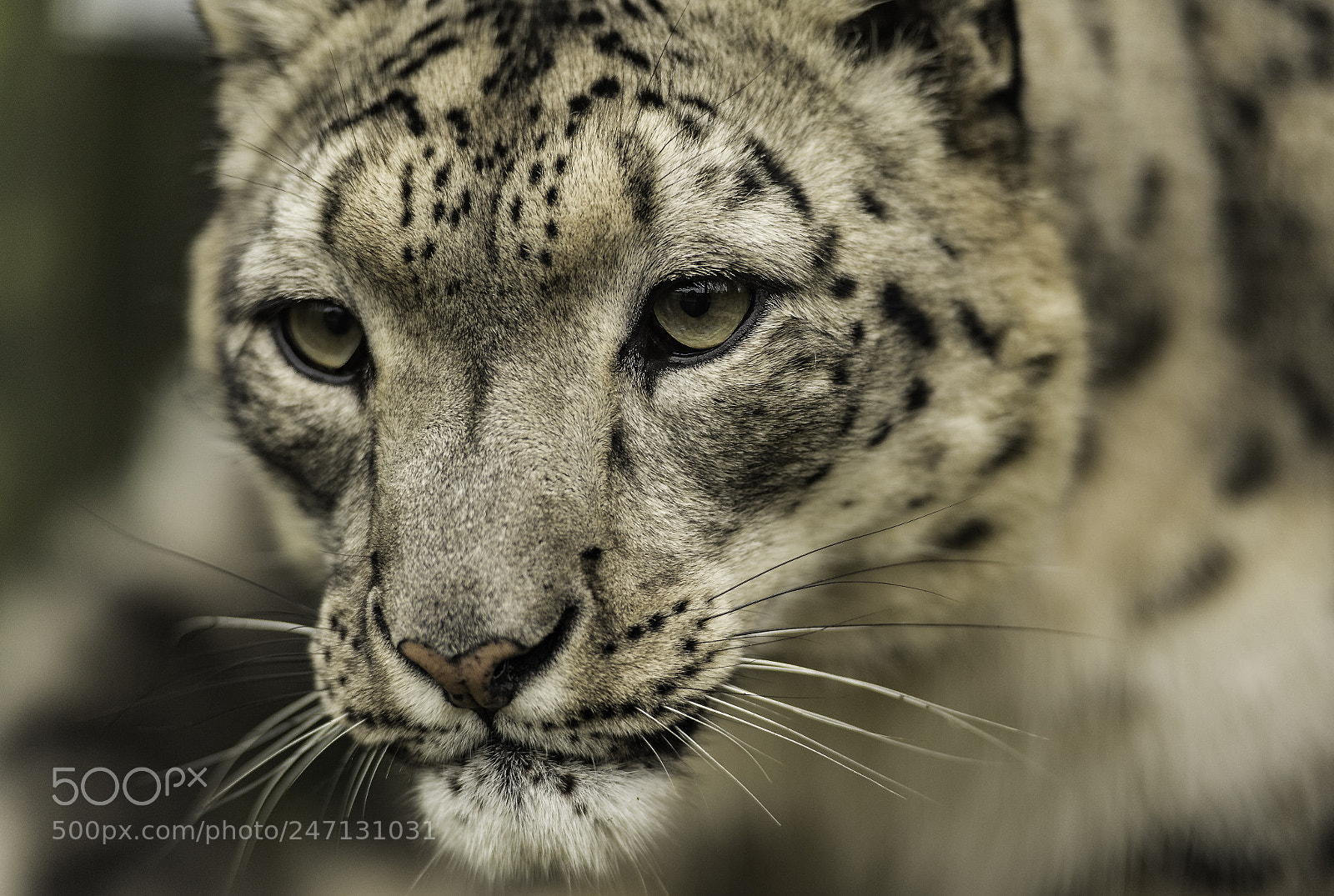 Nikon D5 sample photo. Snow leopard series photography