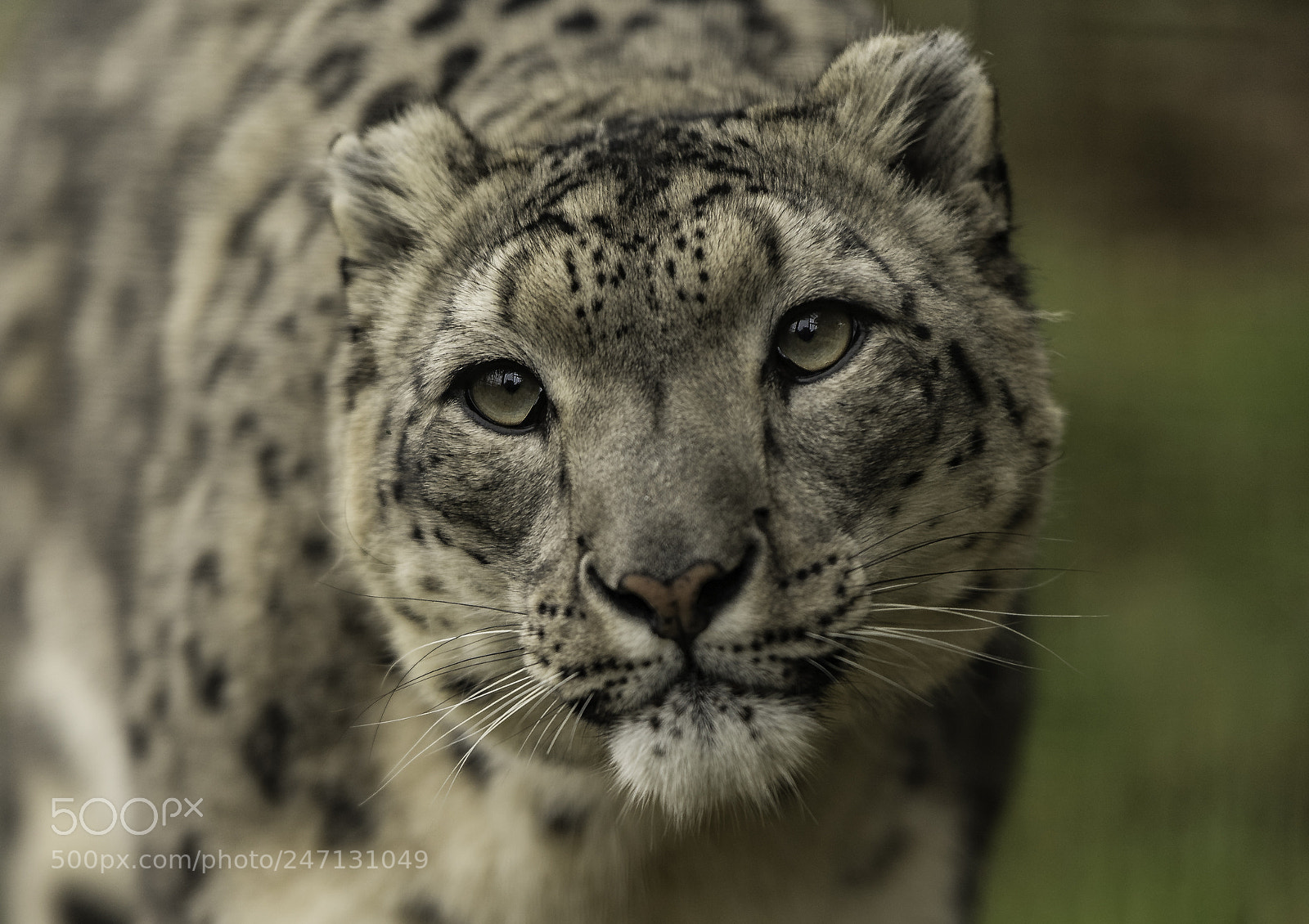 Nikon D5 sample photo. Snow leopard series photography