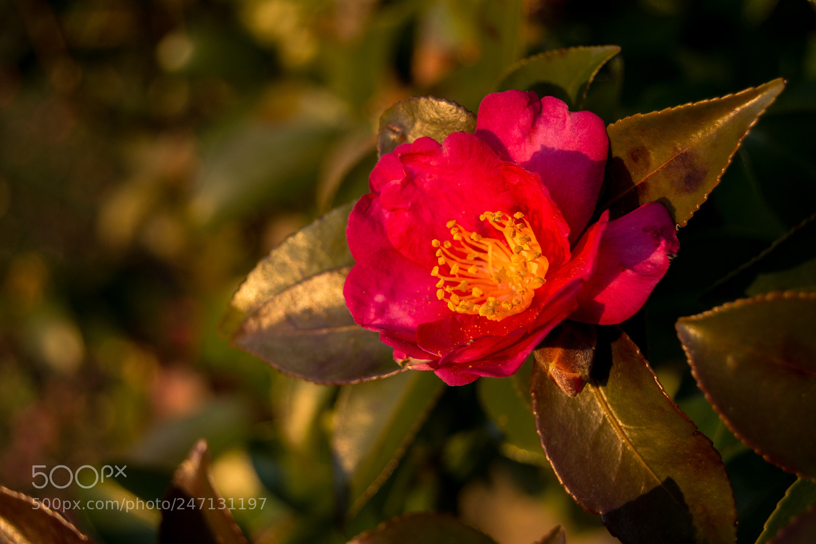 Nikon D5200 sample photo. Camelia photography