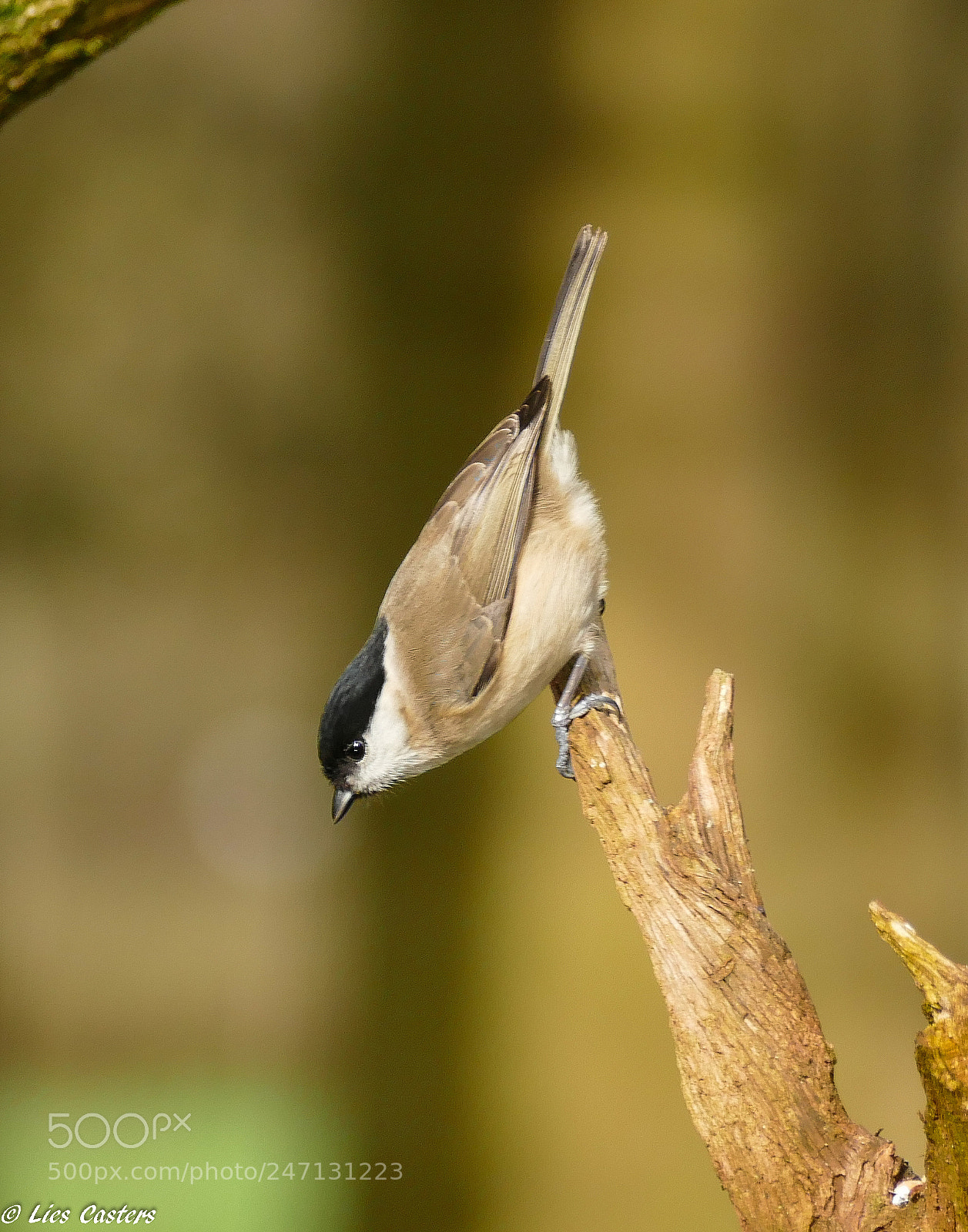 Panasonic Lumix DMC-FZ1000 sample photo. Marsh tit. photography