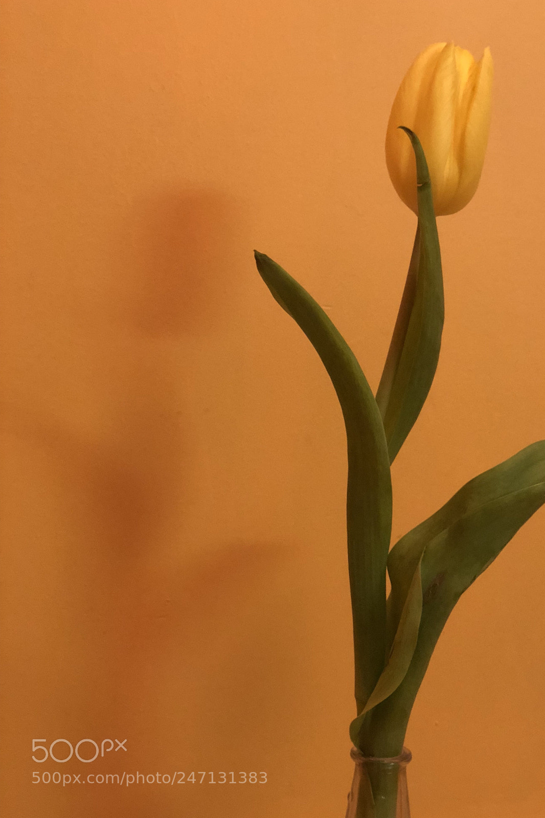 Apple iPhone X sample photo. Untitled photography