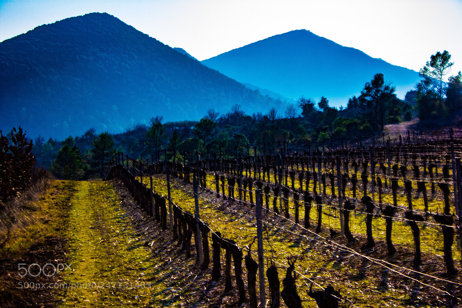 Canon EOS 550D (EOS Rebel T2i / EOS Kiss X4) sample photo. Vineyards photography
