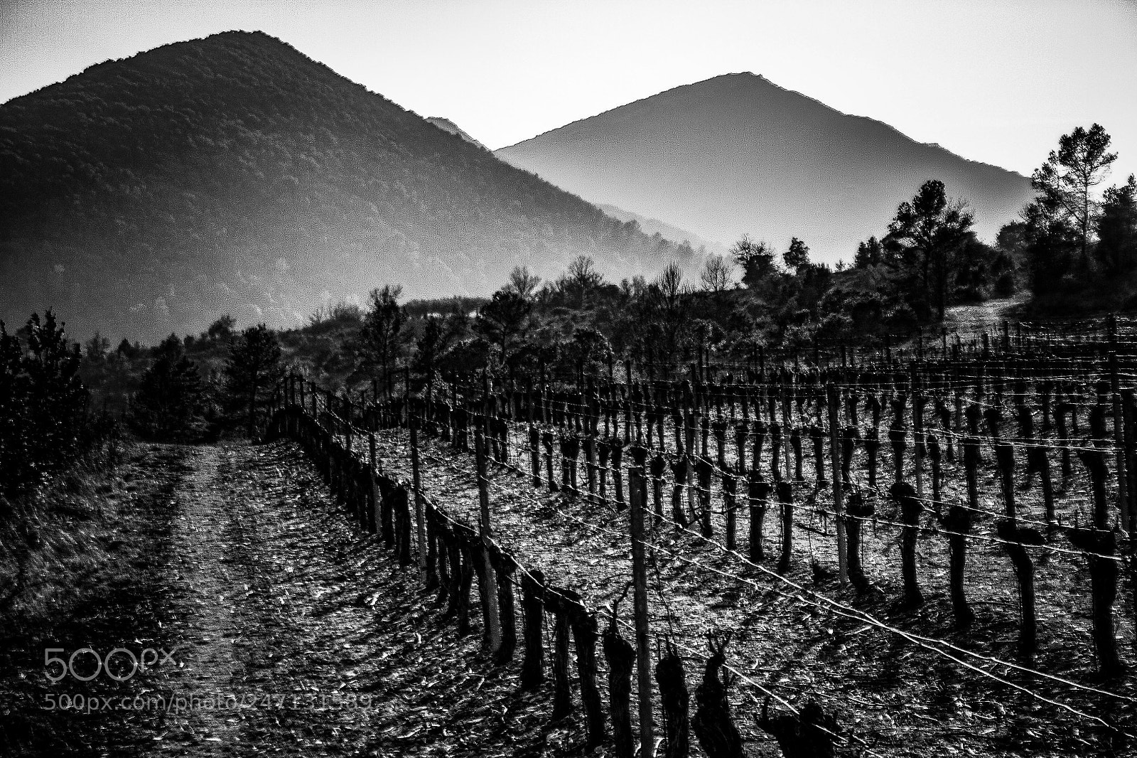Canon EOS 550D (EOS Rebel T2i / EOS Kiss X4) sample photo. Vineyards bw photography