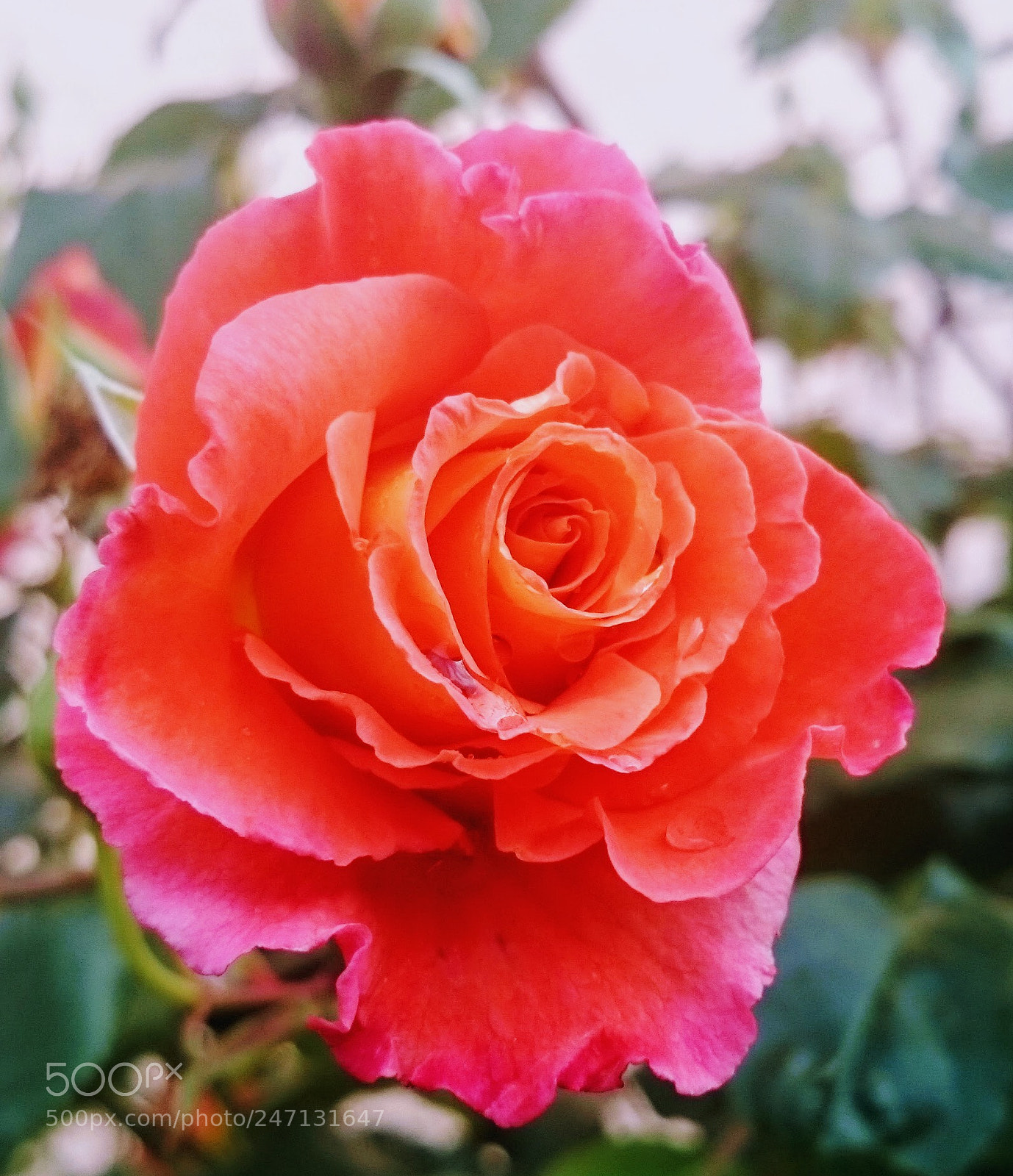 Sony Xperia Z2 sample photo. Rose bicolor photography