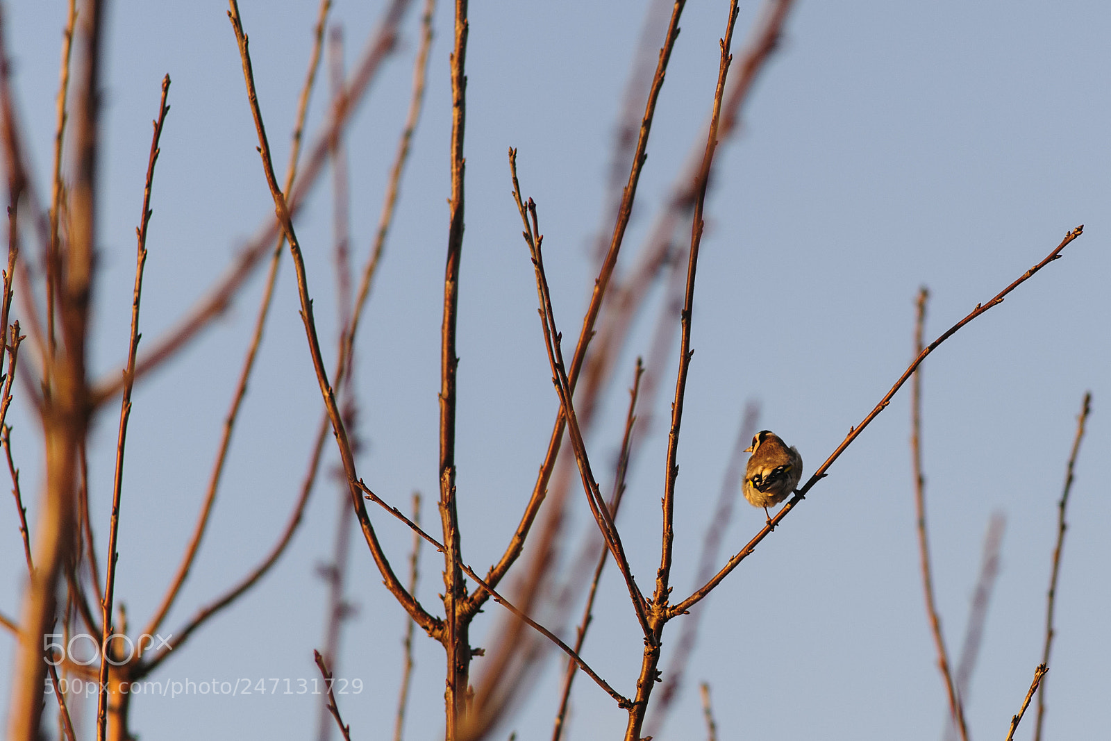 Nikon D3 sample photo. Carduelis carduelis photography