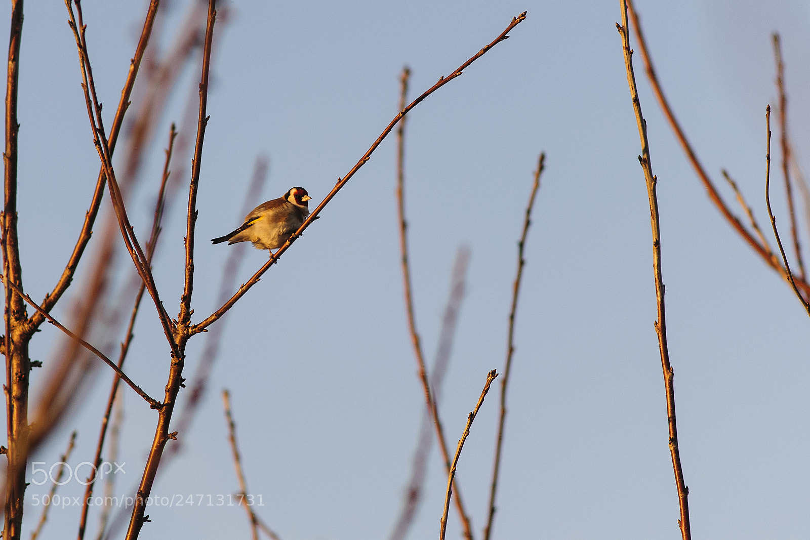 Nikon D3 sample photo. Carduelis carduelis photography