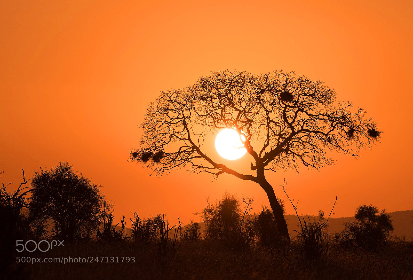 Nikon D500 sample photo. African sunrise photography