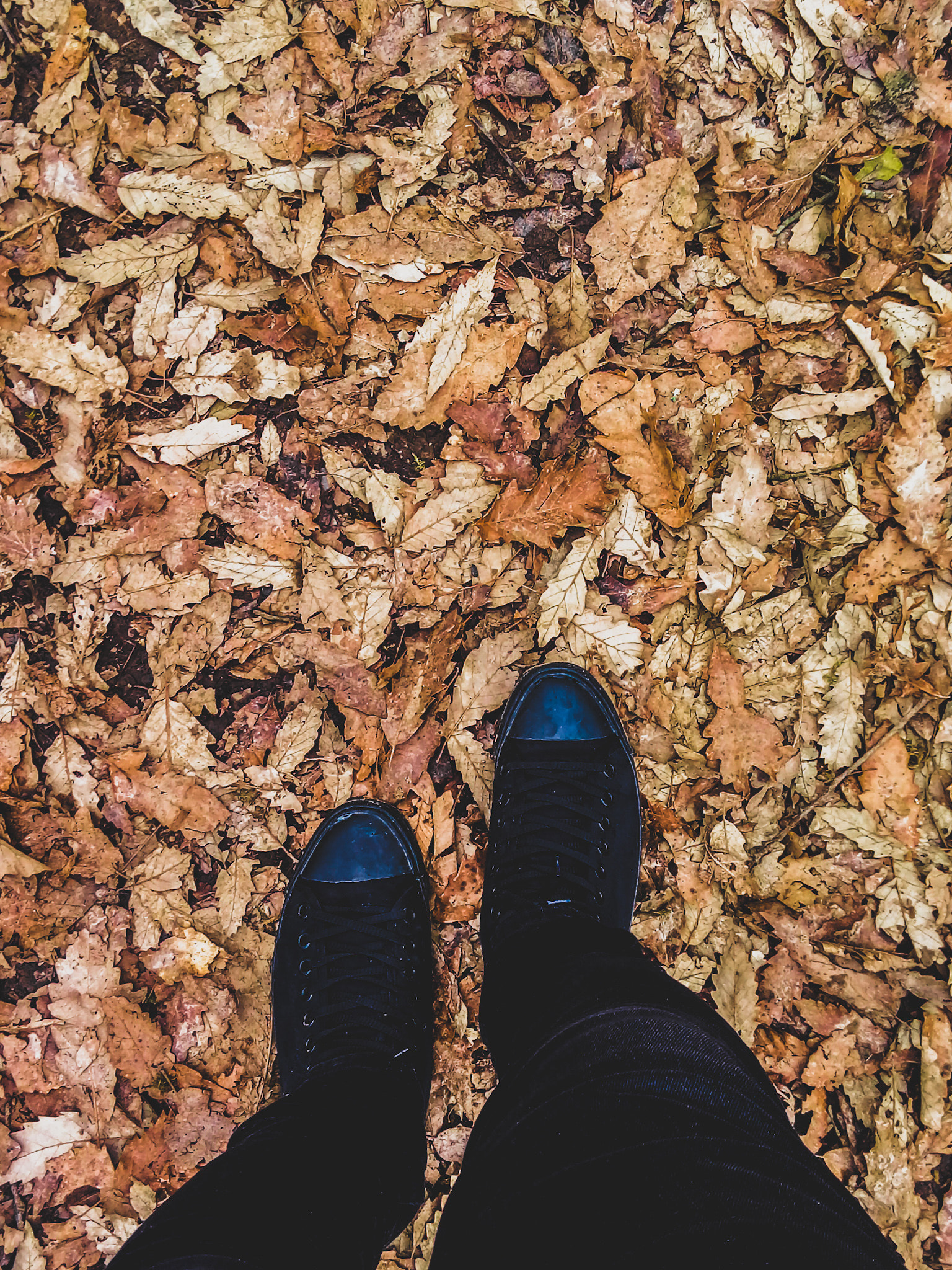 LG K430DSY sample photo. Autumn under my feet photography