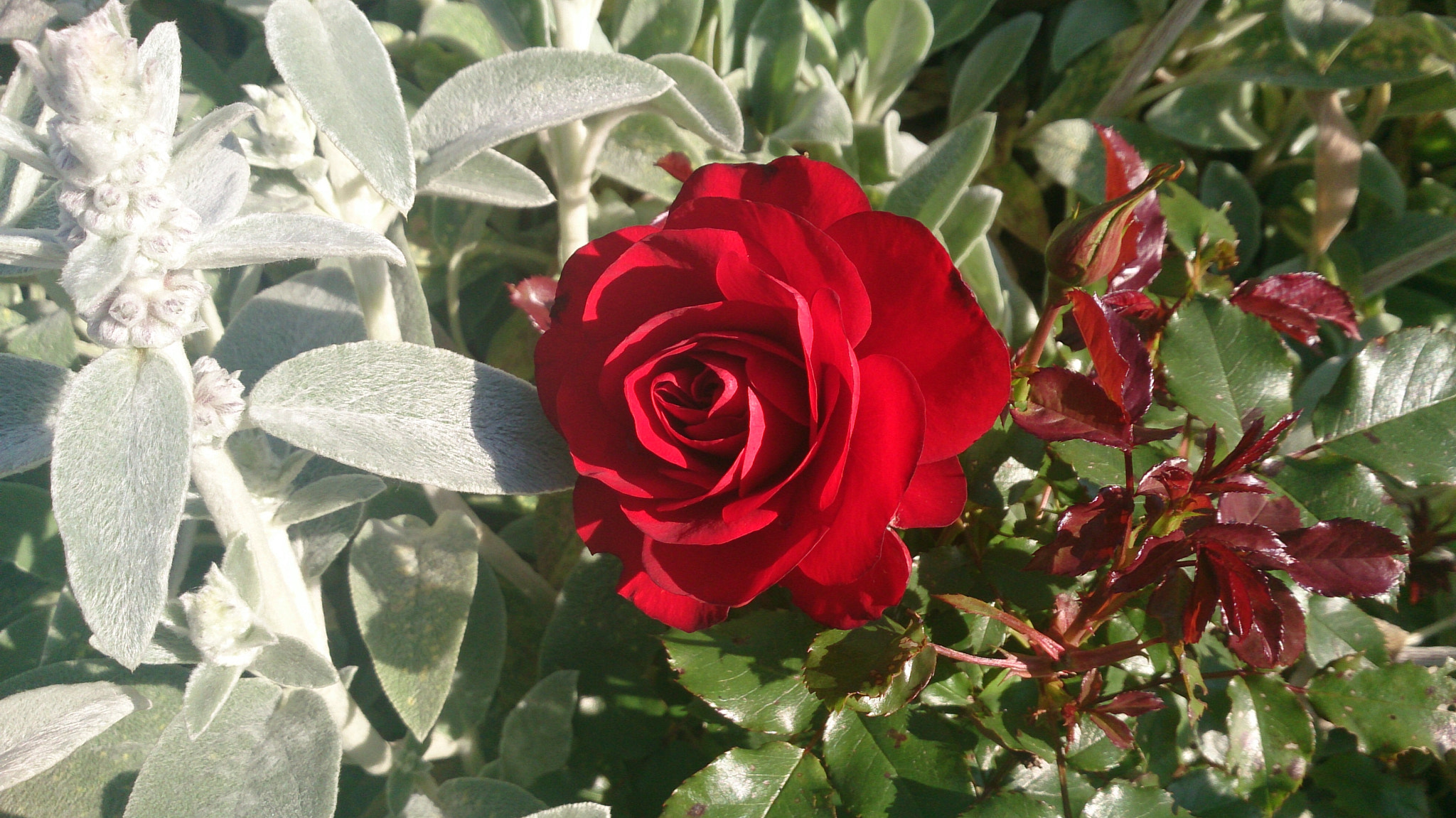 Sony Xperia Z sample photo. Red rose the flower of love photography