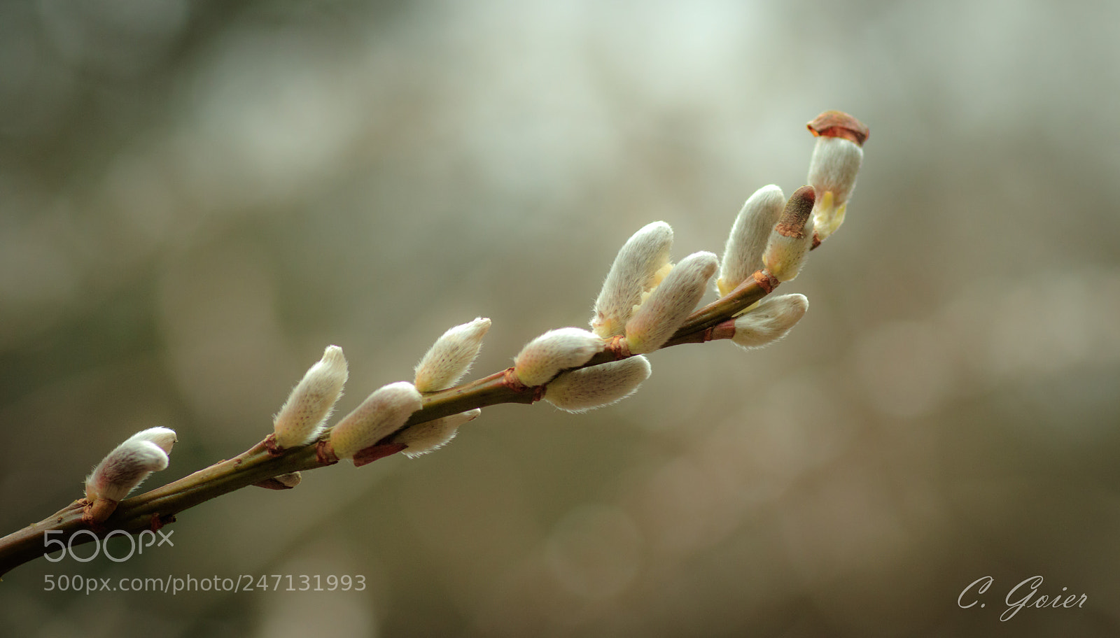 Canon EOS 77D (EOS 9000D / EOS 770D) sample photo. The spring comes photography