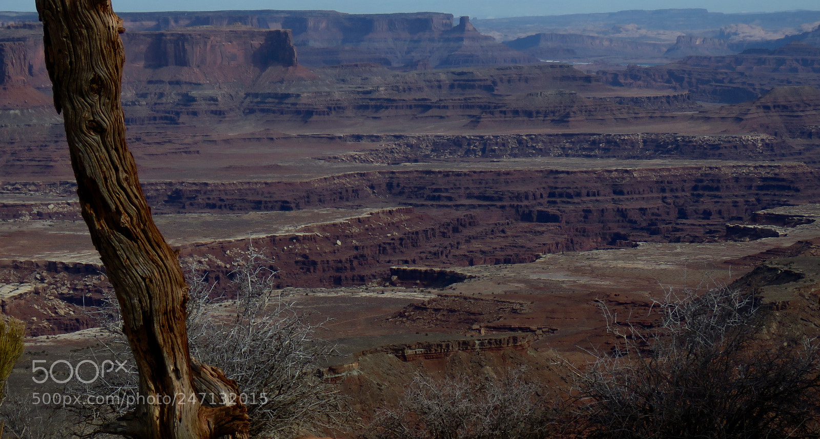 Canon PowerShot SX60 HS sample photo. Desert phyllo photography