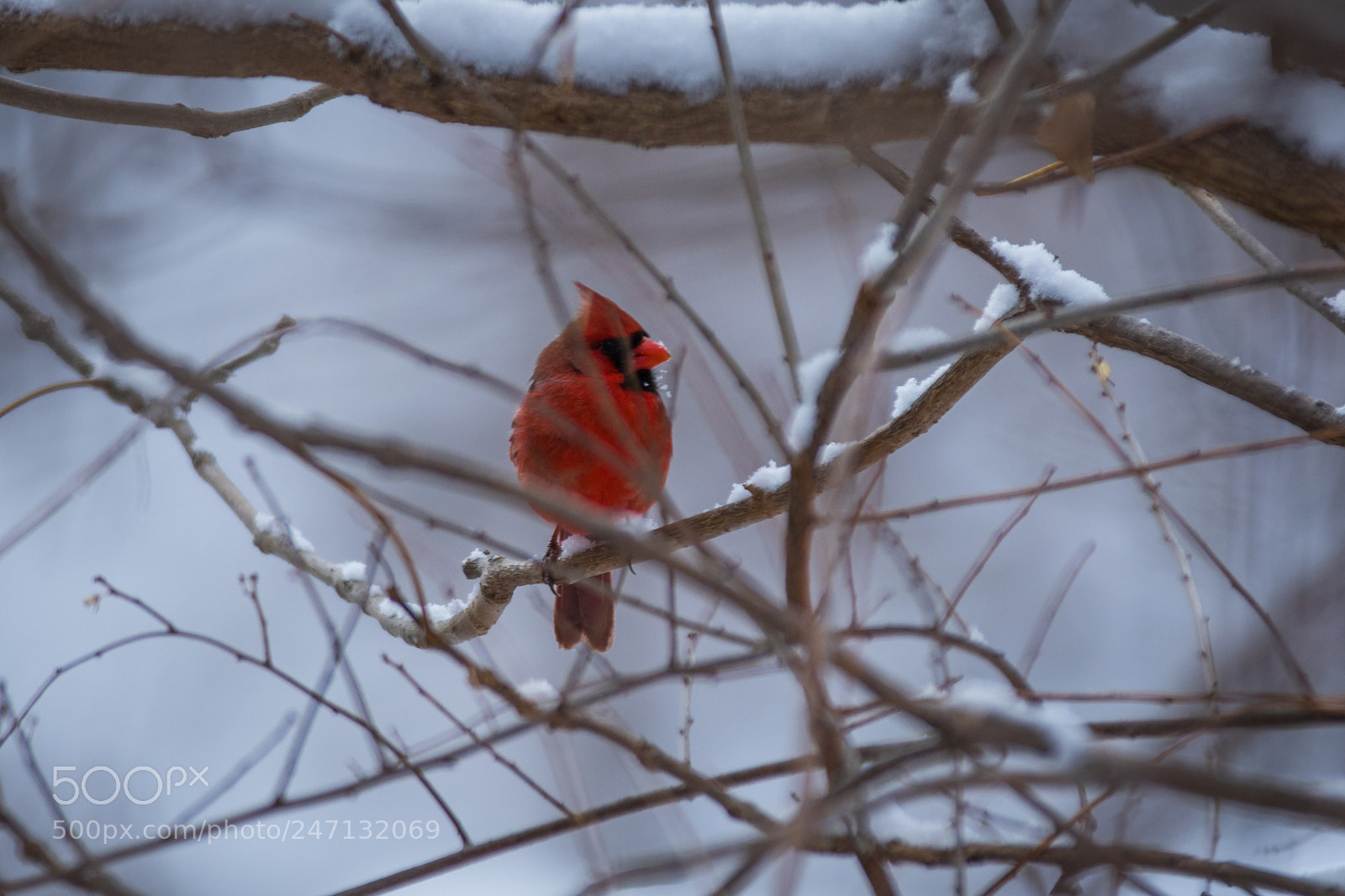 Canon EOS 7D Mark II sample photo. Snow bird photography