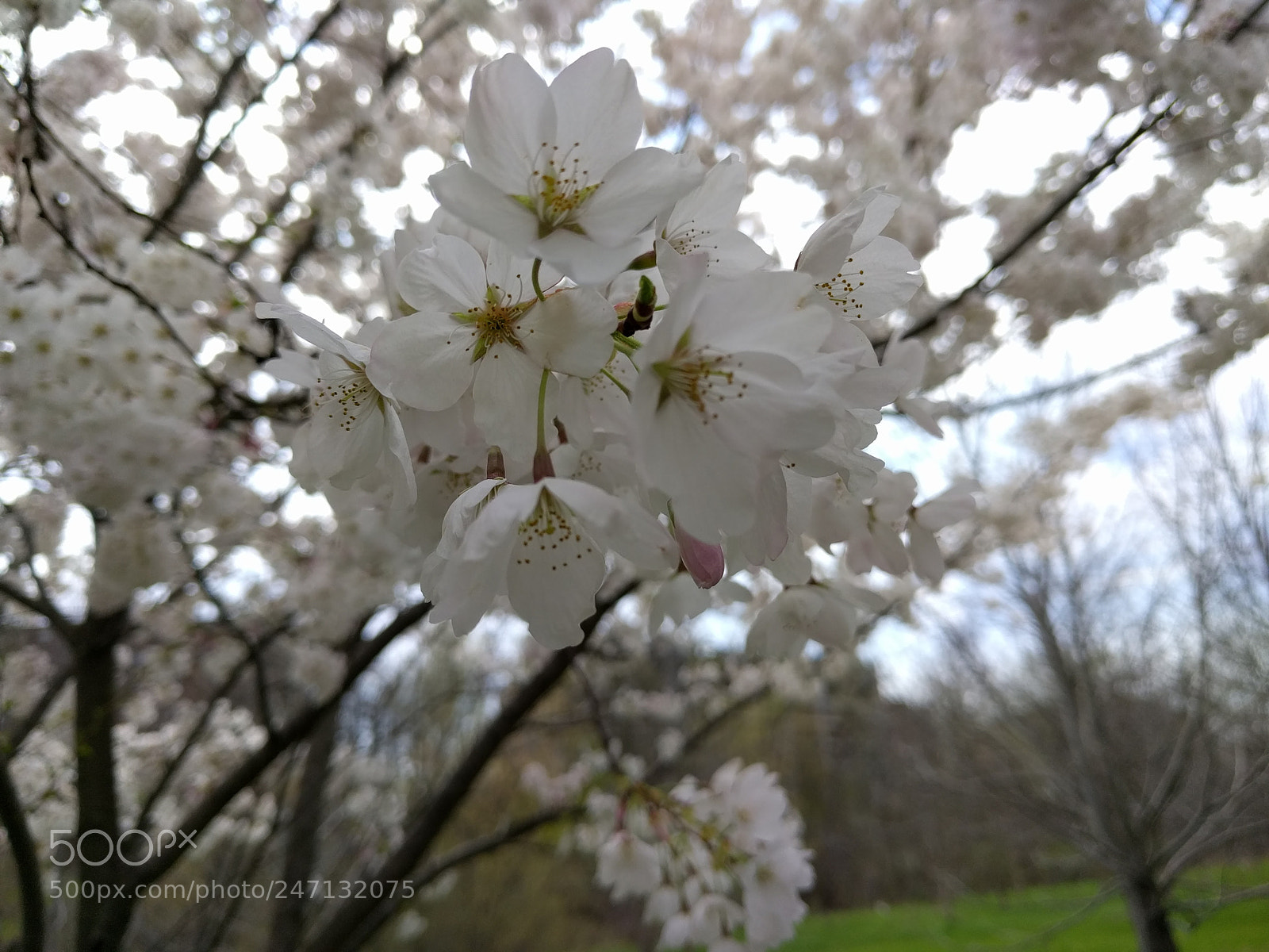 LG Nexus 5X sample photo. Blossom photography