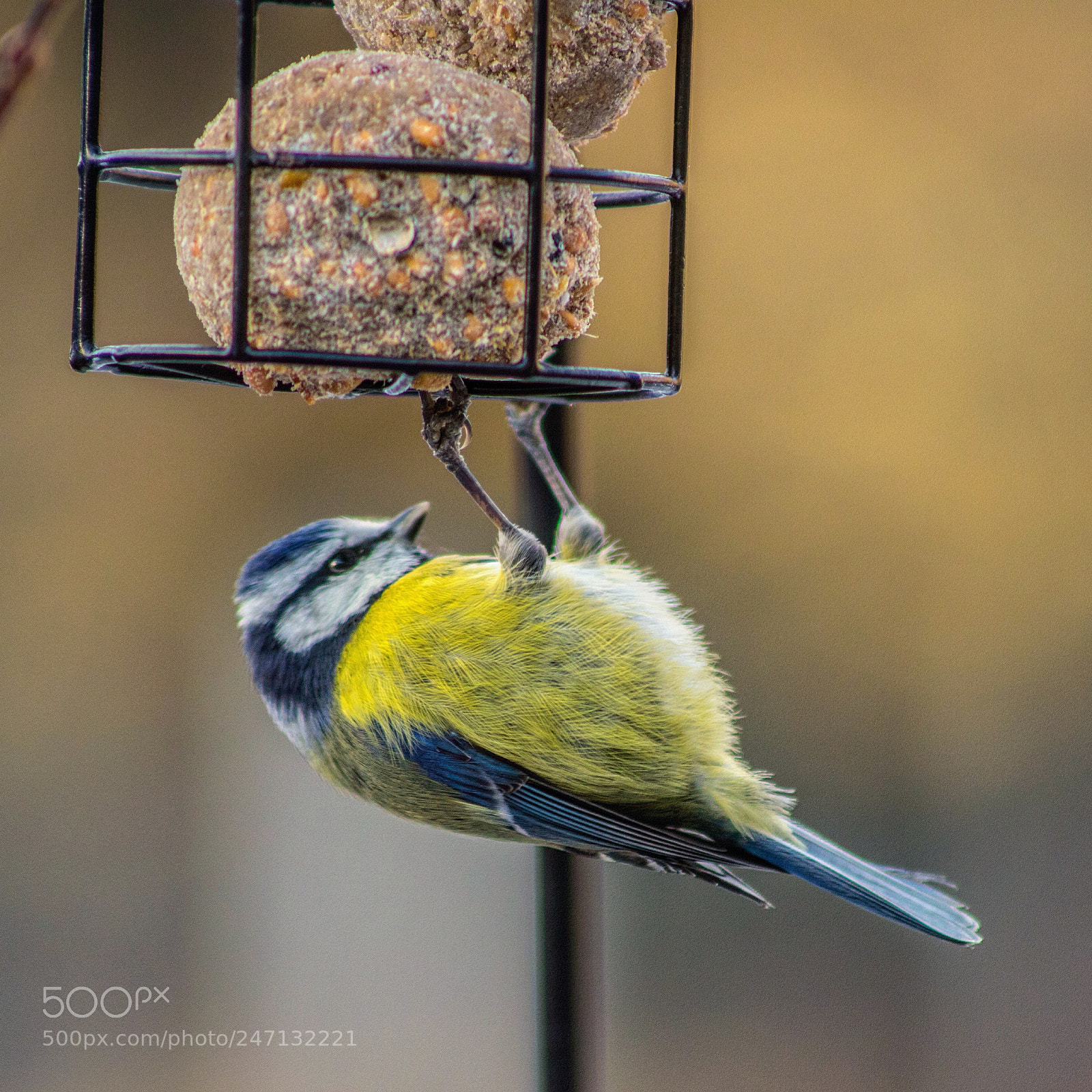 Canon EOS 6D Mark II sample photo. Pull ups photography