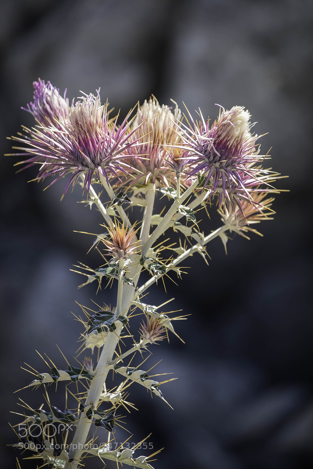 Fujifilm X-T2 sample photo. Seedhead of the milk photography