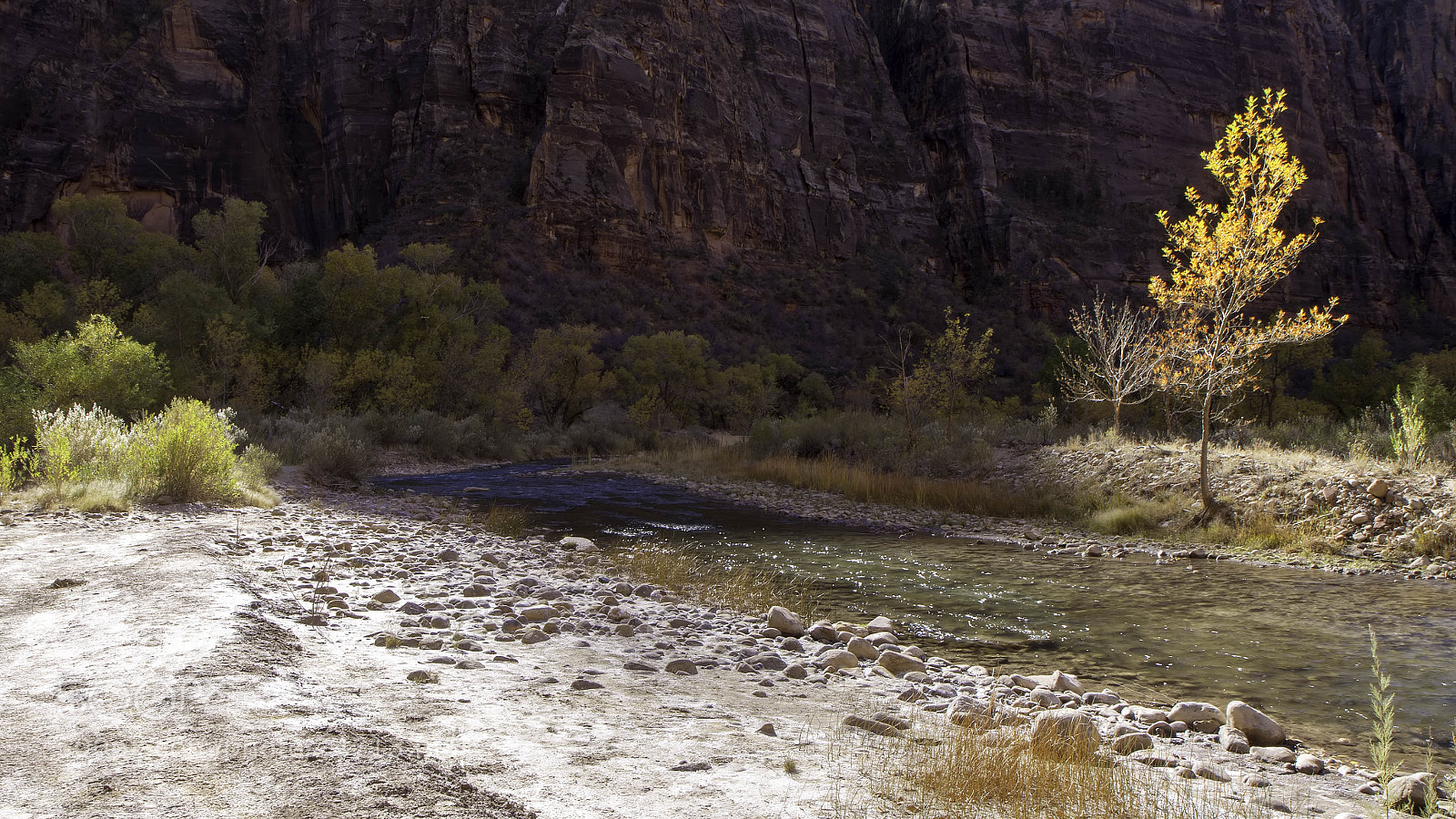 Canon EOS 50D sample photo. Sunlit tree in zion photography