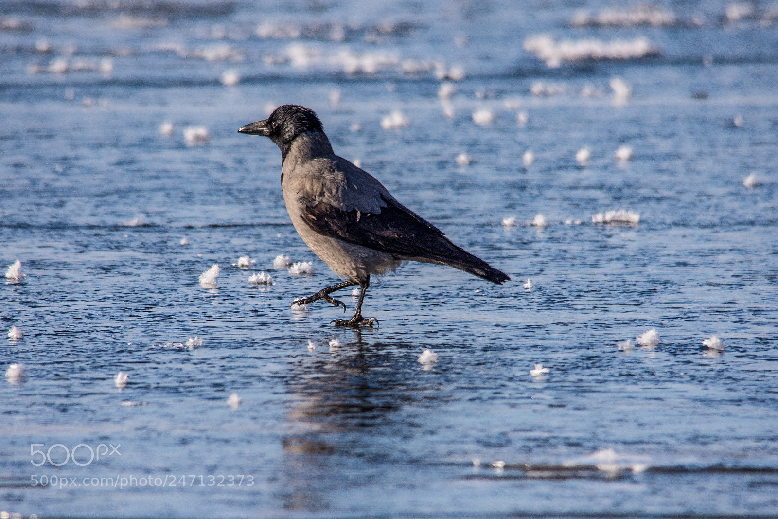 Nikon D7200 sample photo. Crow on ice photography