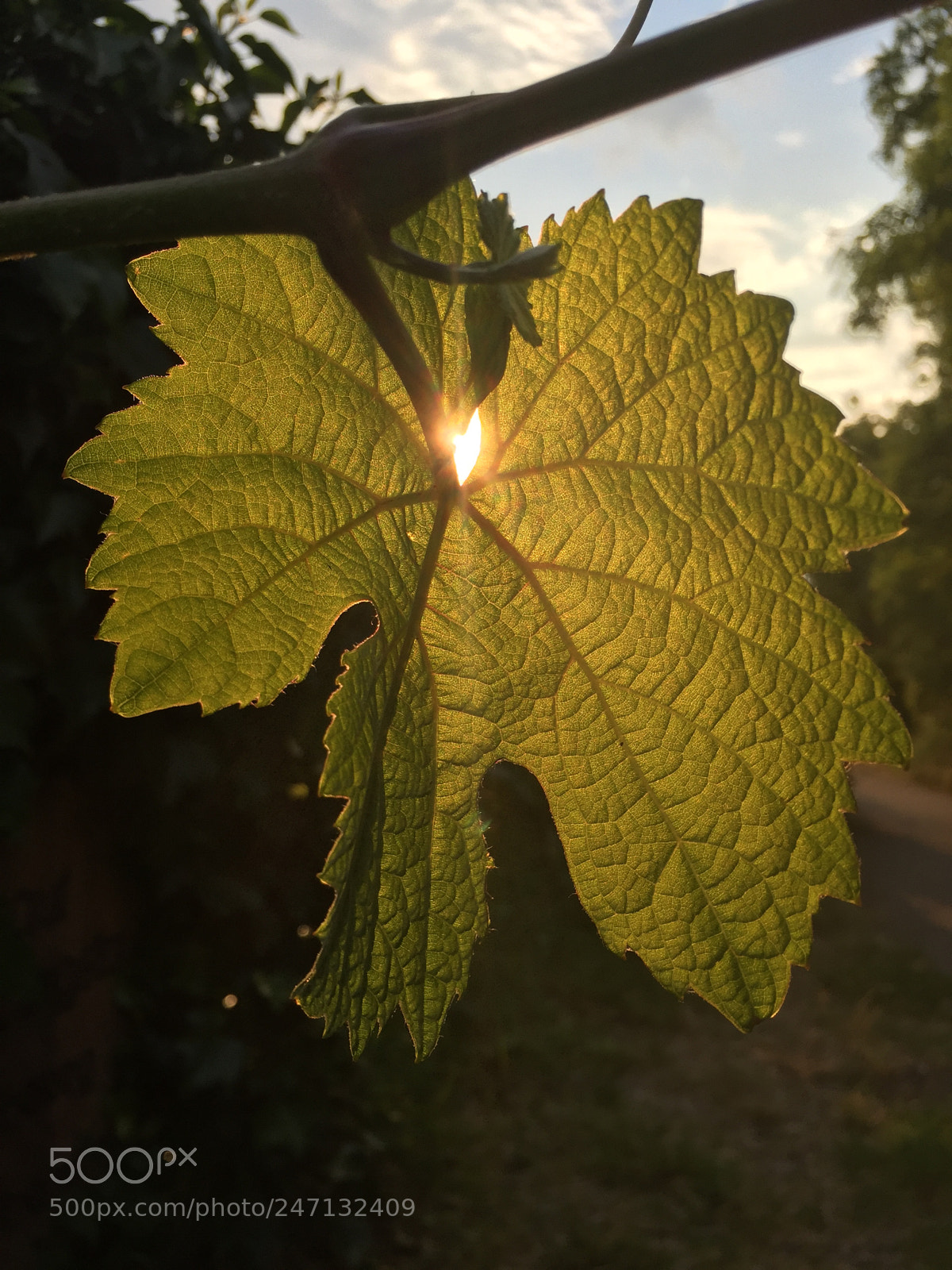 Apple iPhone 6 sample photo. Sunset photography