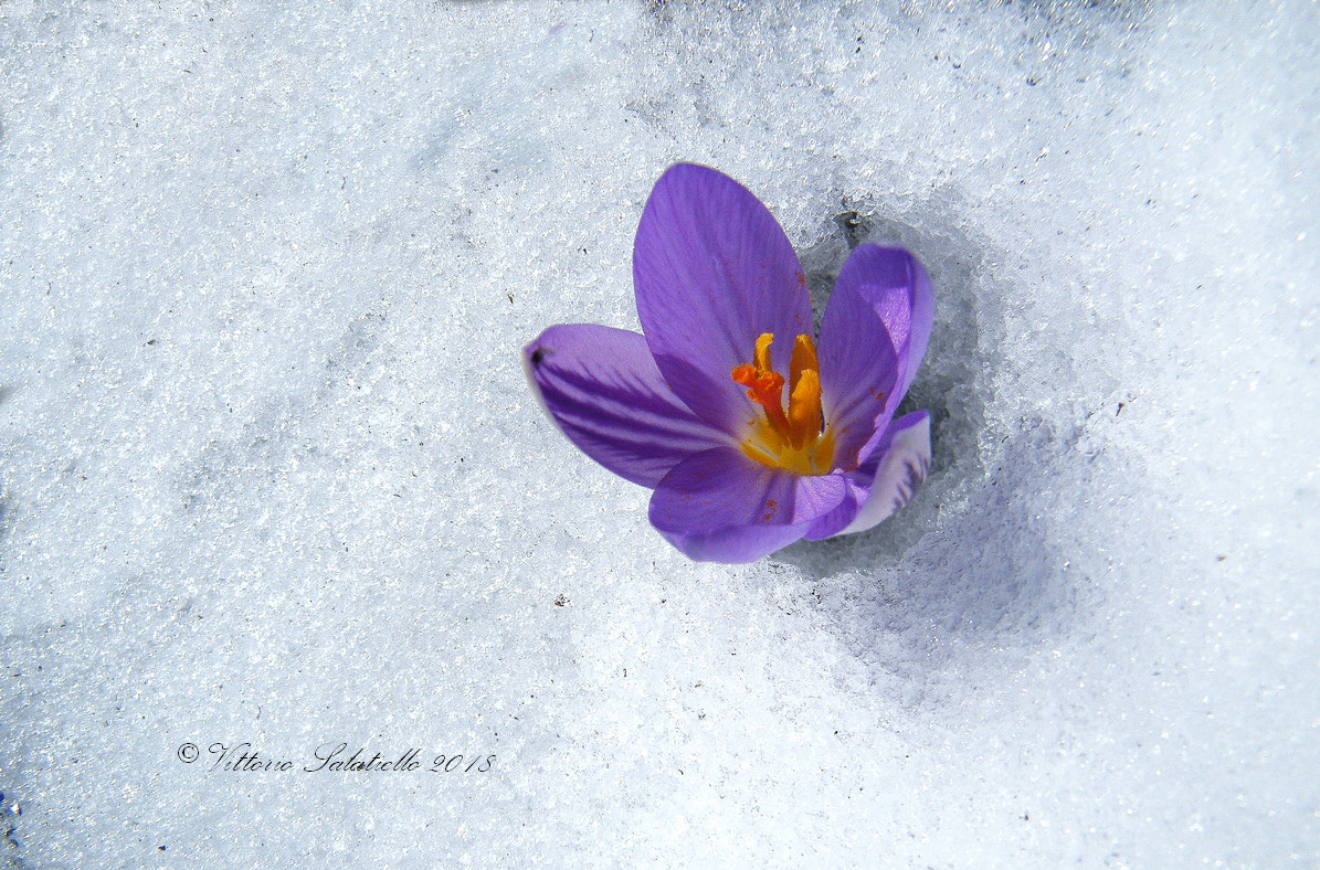 Fujifilm FinePix S2000HD sample photo. Crocus photography