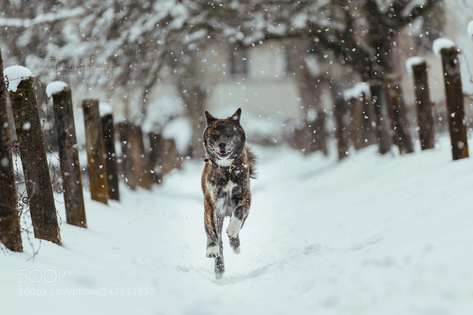 Nikon D850 sample photo. Winterrun photography