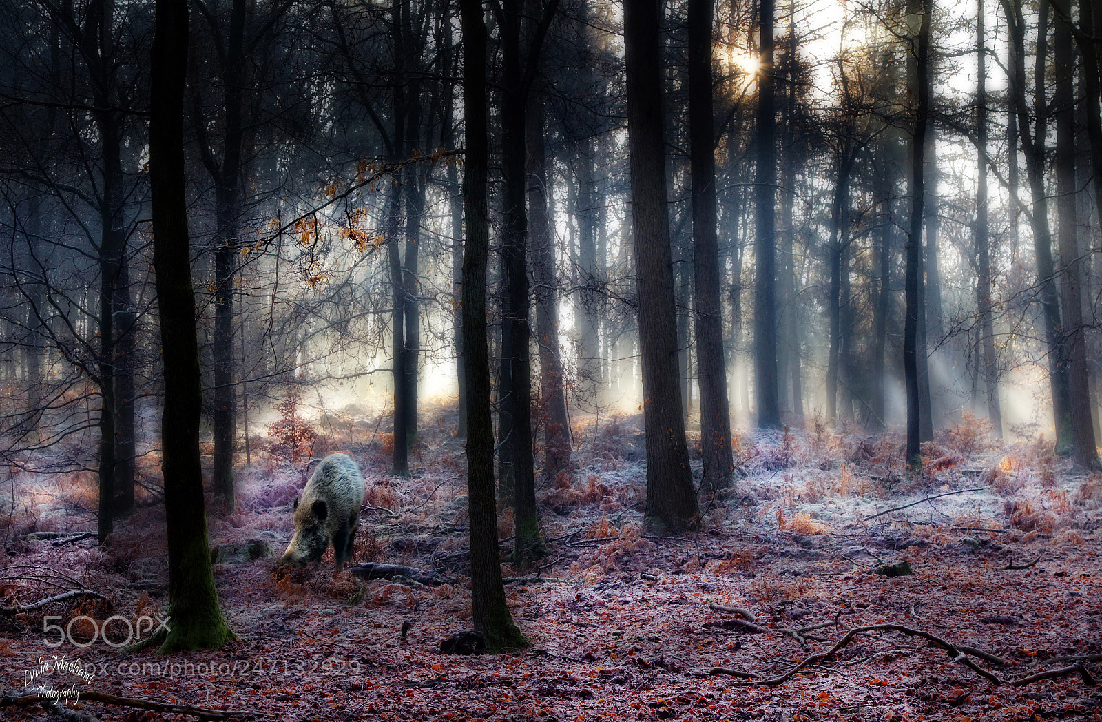 Canon EOS 7D Mark II sample photo. Wildlife in forest photography