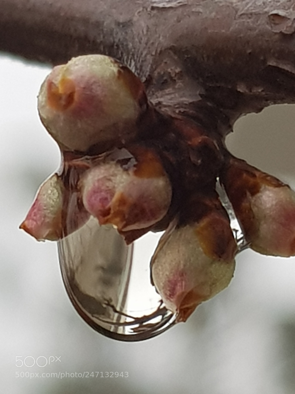 Samsung Galaxy S8+ sample photo. Rain drop photography