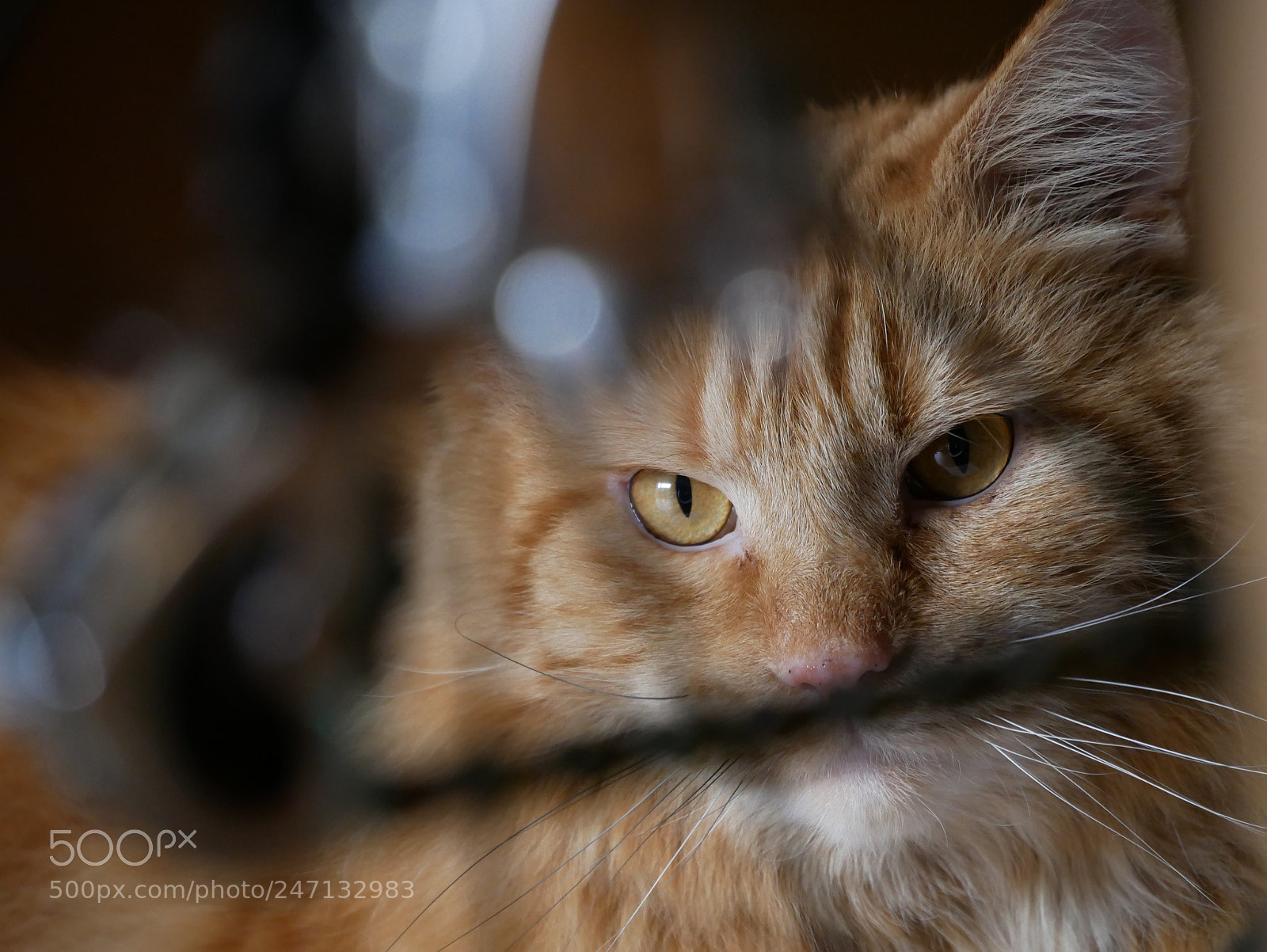 Panasonic Lumix DMC-G85 (Lumix DMC-G80) sample photo. Cycling and cats photography