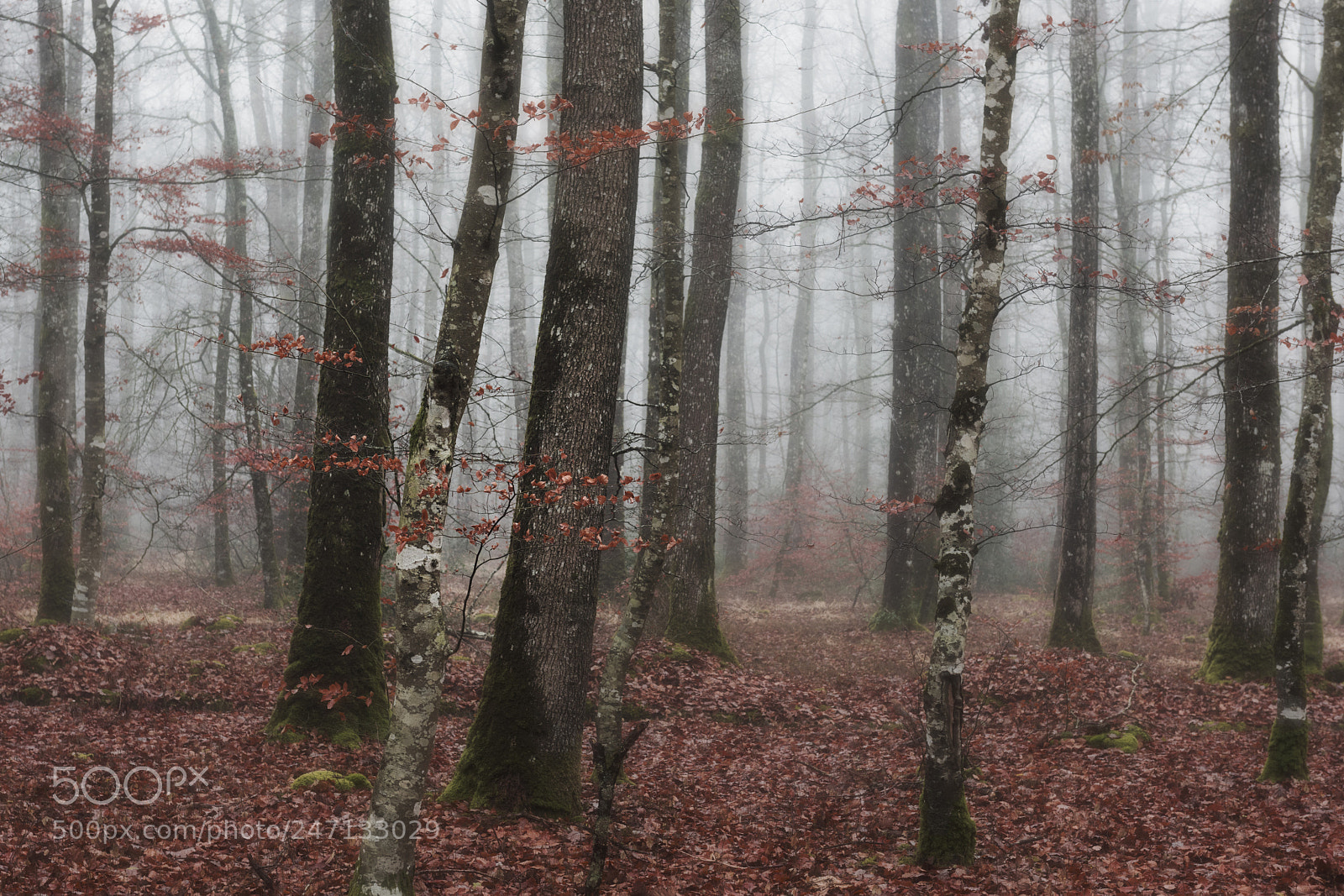 Nikon D810 sample photo. Forêt imaginaire photography