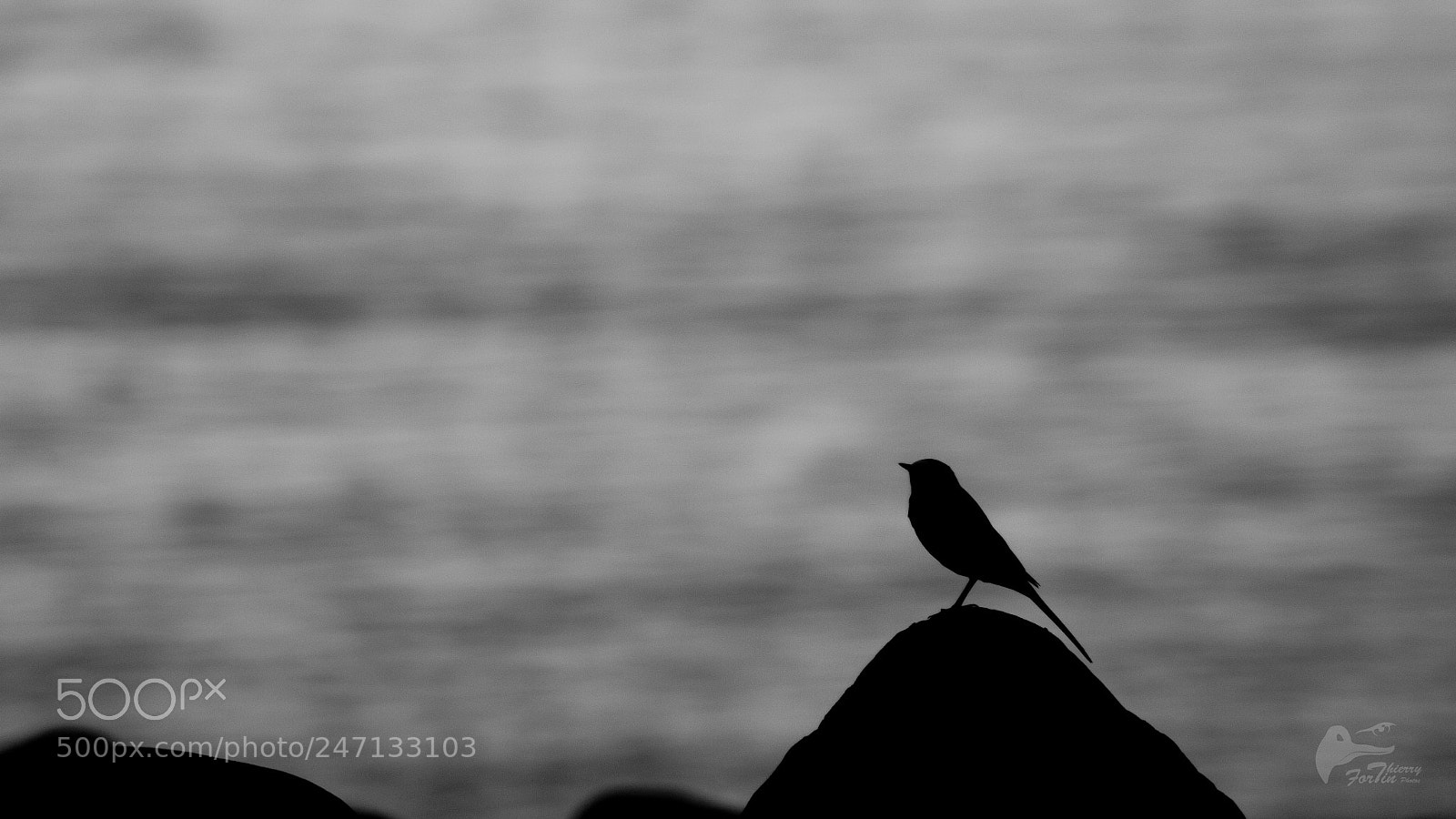 Canon EOS 700D (EOS Rebel T5i / EOS Kiss X7i) sample photo. Bird photography