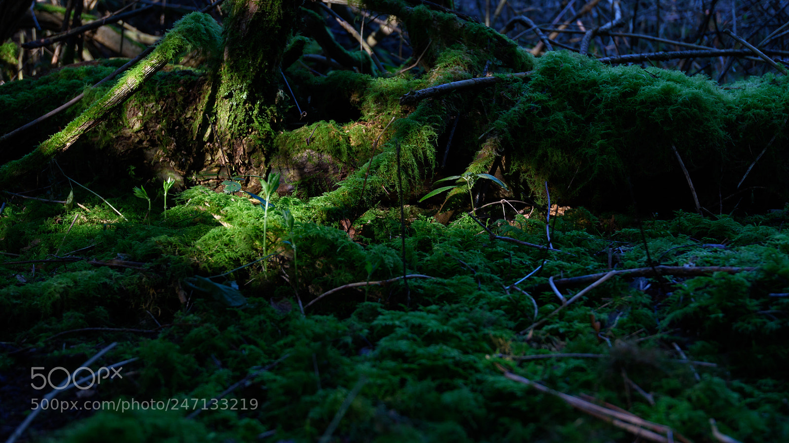 Nikon D810 sample photo. Mossy glade photography