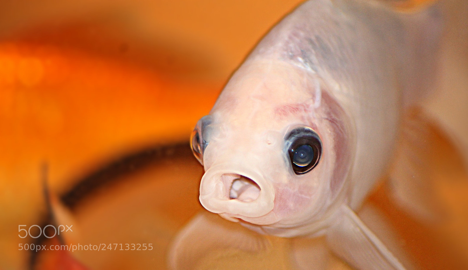Canon EOS 1100D (EOS Rebel T3 / EOS Kiss X50) sample photo. The surprise fish photography