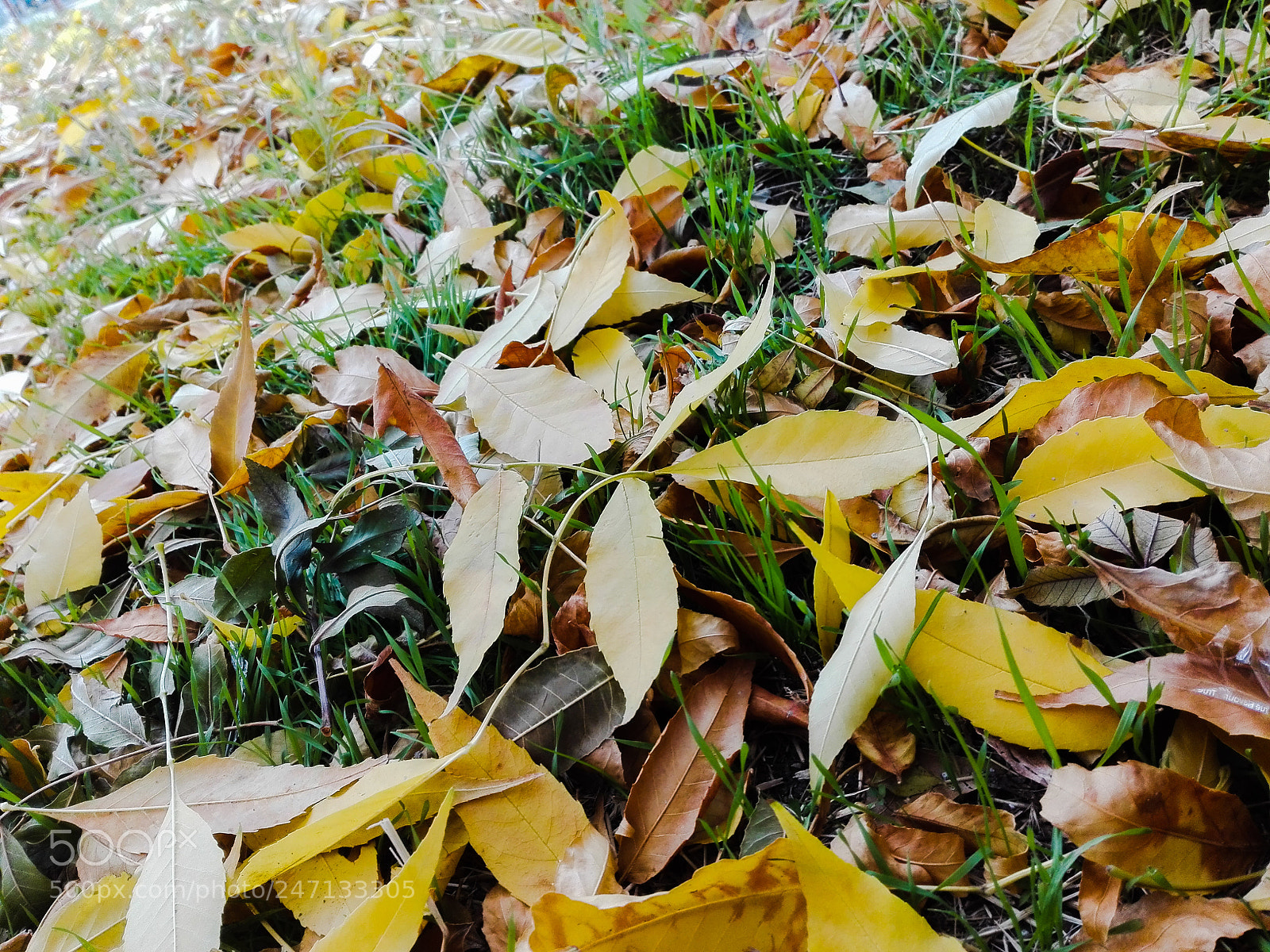 HUAWEI P8 Lite sample photo. Untitled photography