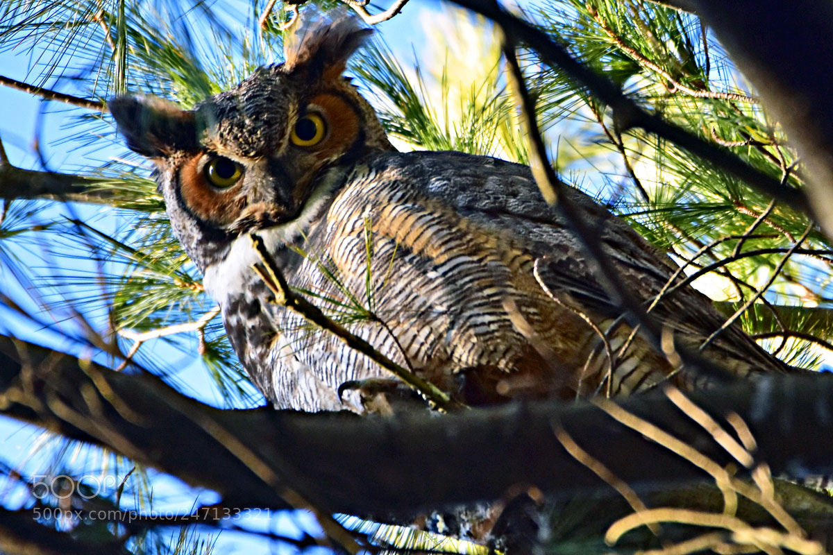Nikon D7200 sample photo. Dsc photography