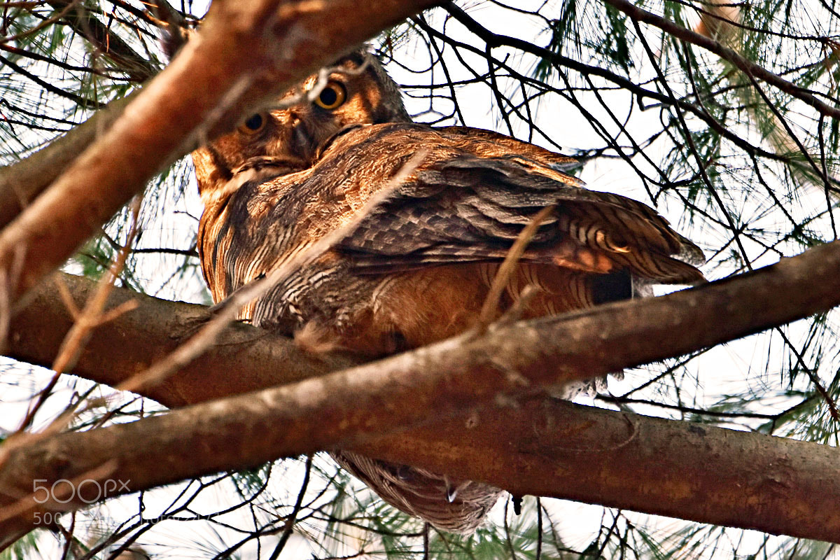 Nikon D7200 sample photo. Dsc photography