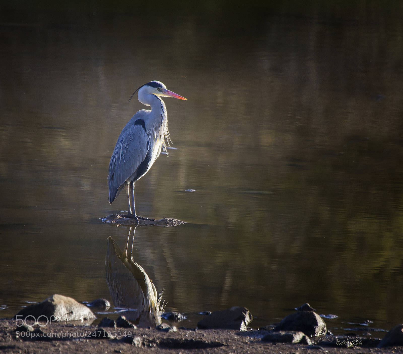 Sony SLT-A35 sample photo. Garza real photography