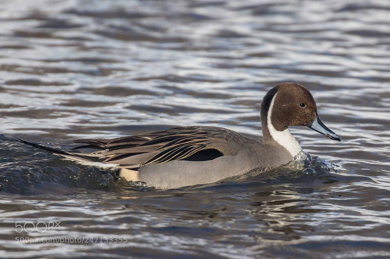 Canon EOS 80D sample photo. Northern pintail photography