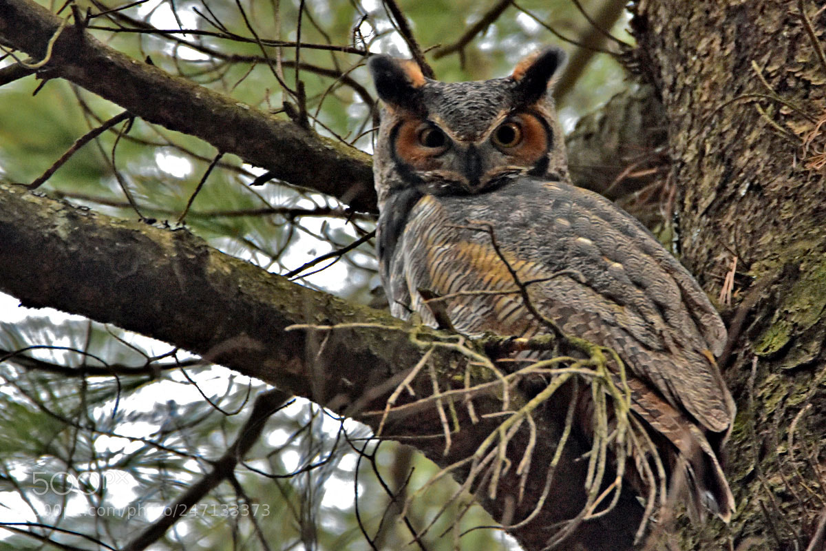 Nikon D7200 sample photo. Dsc photography