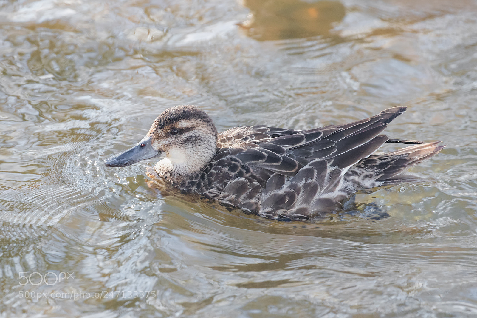 Canon EOS 80D sample photo. Garganey photography