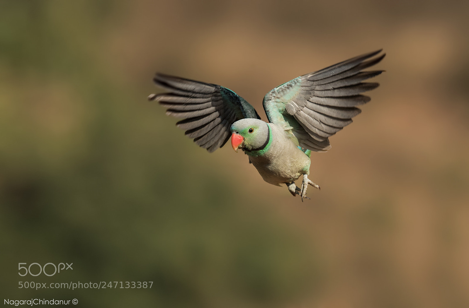 Nikon D5 sample photo. Malabar parakeet photography