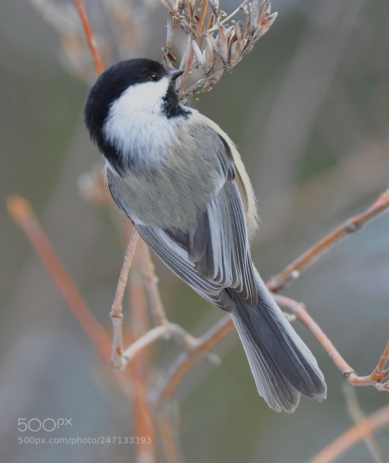 Nikon D90 sample photo. Chickadee photography