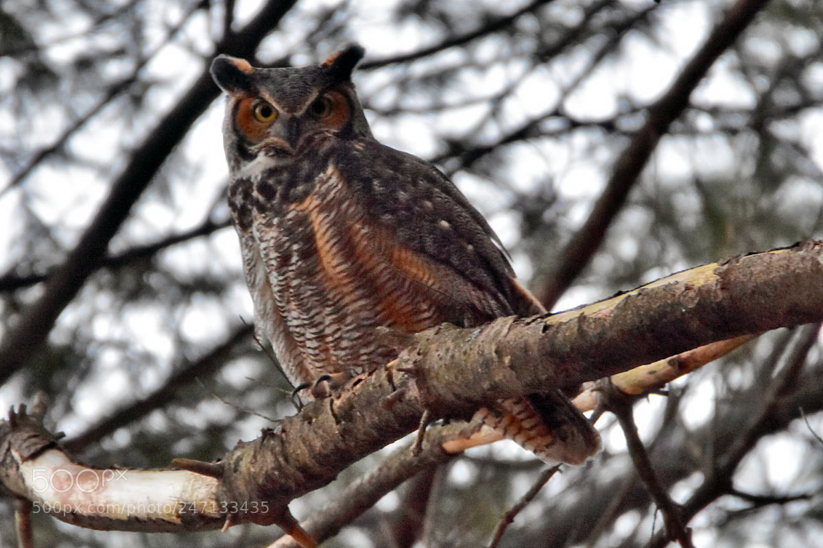 Nikon D7200 sample photo. Dsc photography