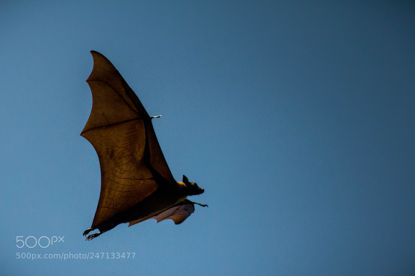 Canon EOS 550D (EOS Rebel T2i / EOS Kiss X4) sample photo. Fruit bat photography