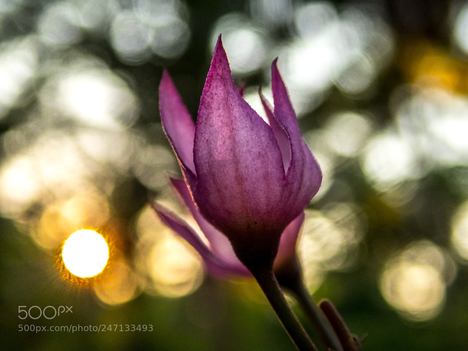 Olympus TG-4 sample photo. Tropical flower photography