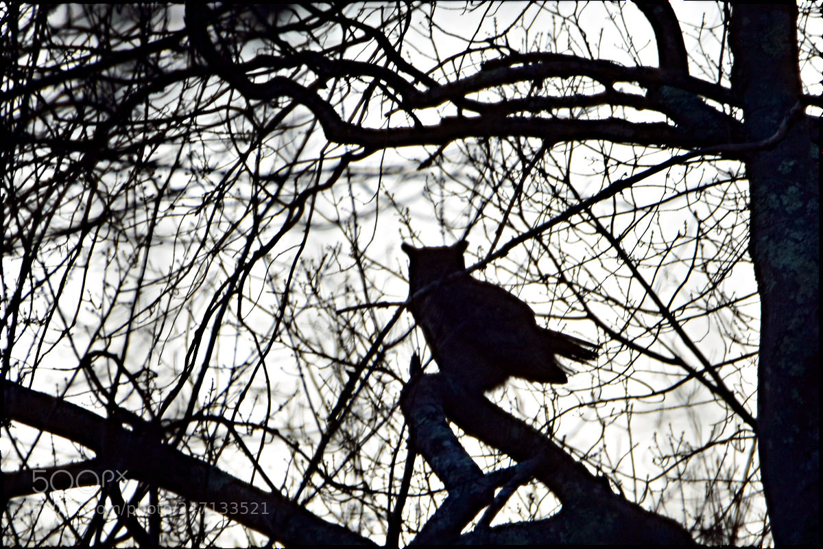 Nikon D7200 sample photo. Dsc photography