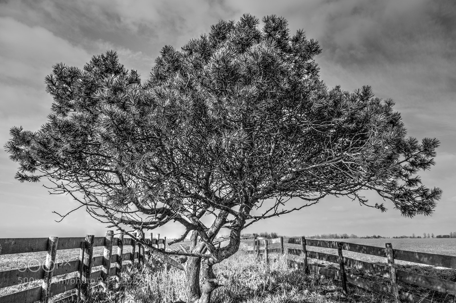 Pentax K-7 sample photo. Tree photography