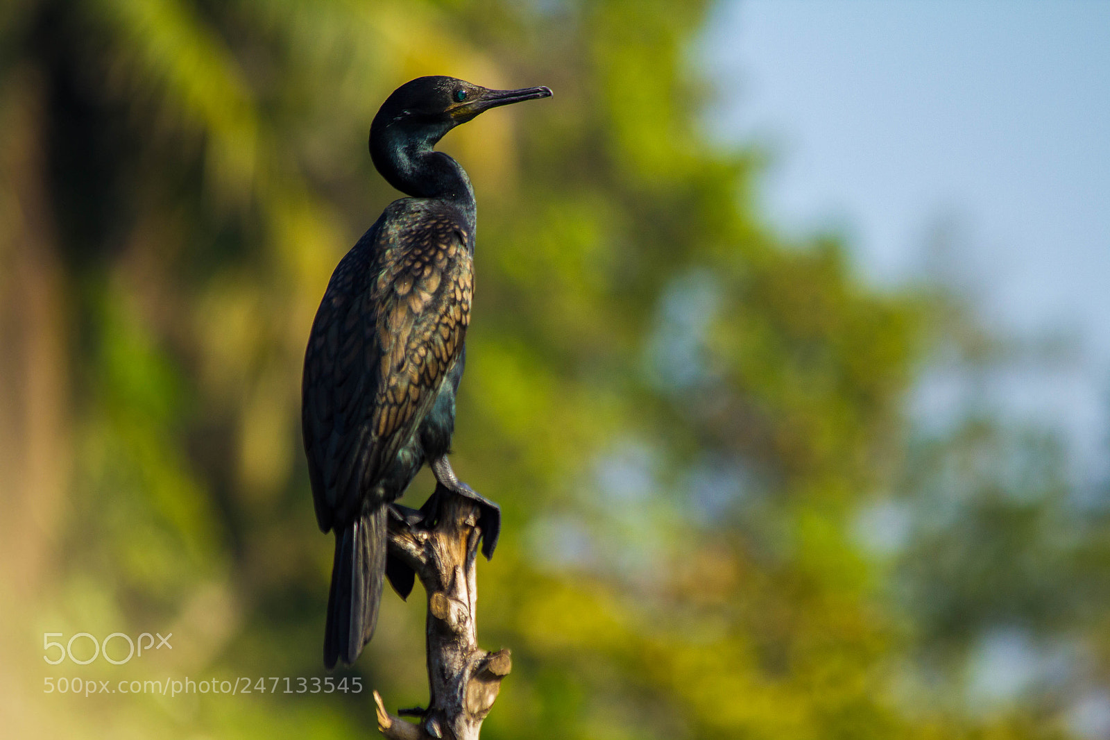 Canon EOS 550D (EOS Rebel T2i / EOS Kiss X4) sample photo. Cormorant photography